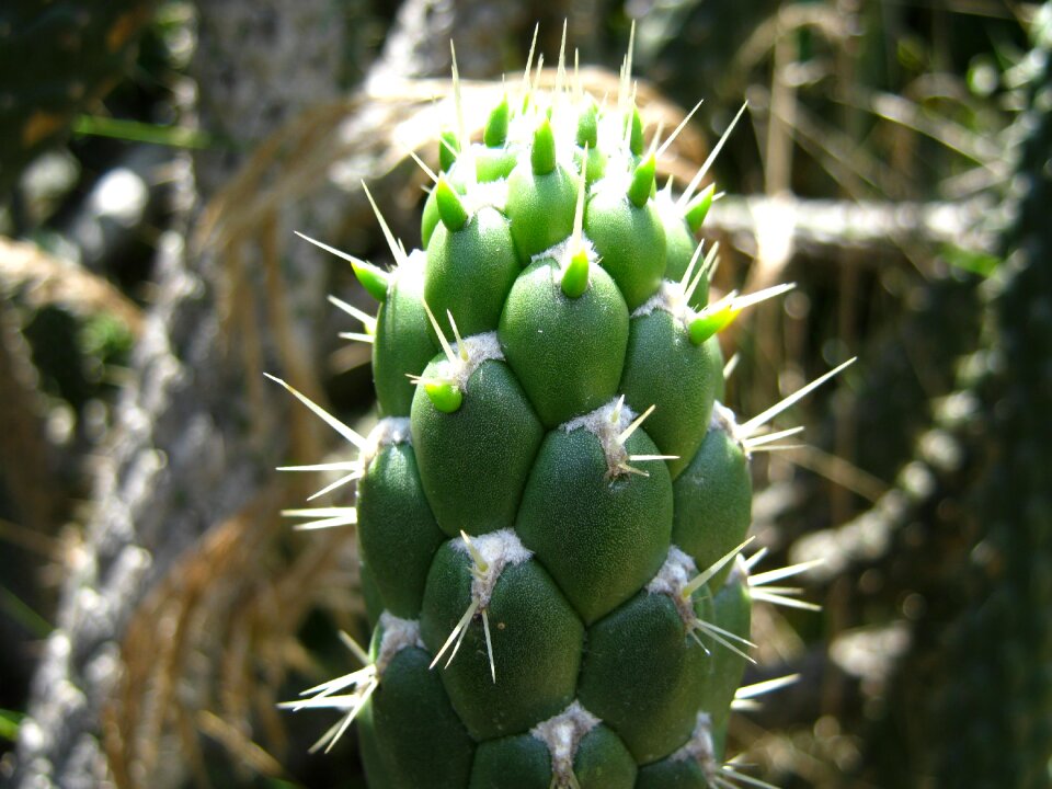 Garden botanical succulent