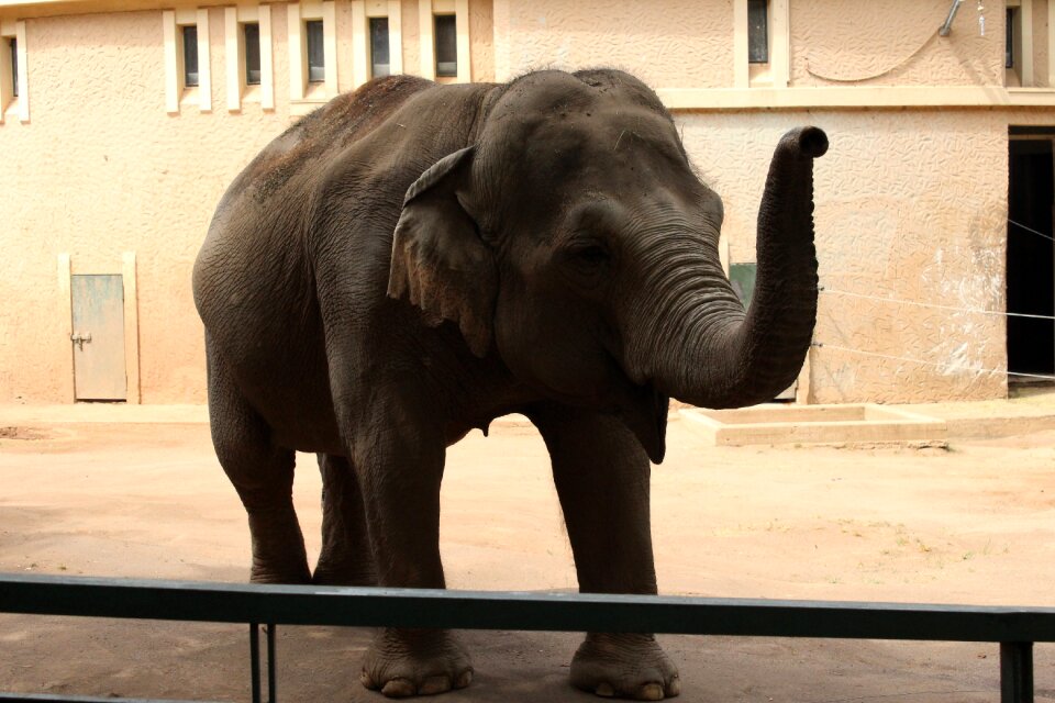 Elephant zoo animal