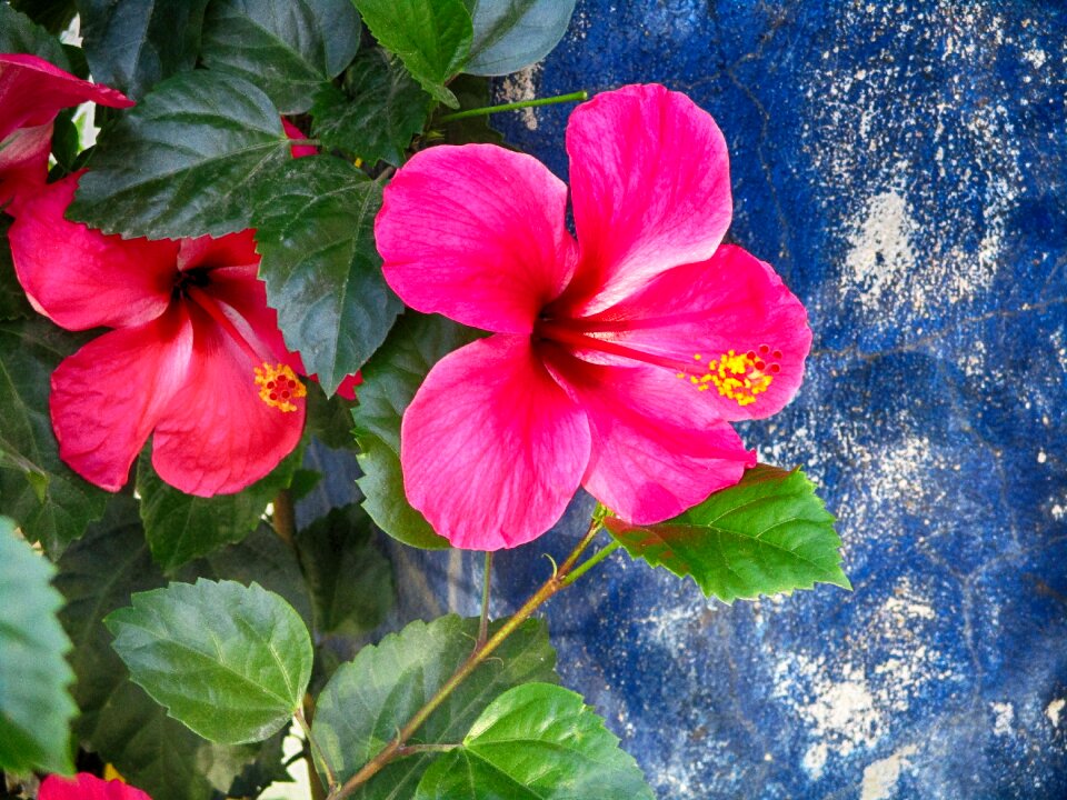 Pink flower blooming flower tropical flowers