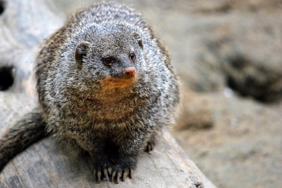 Creature banded mongoose predator