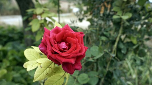 Flowers red garden