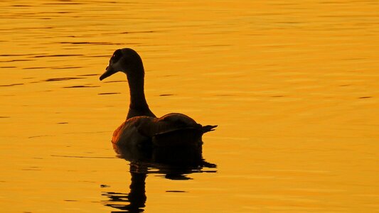 Lake nilgans abendstimmung