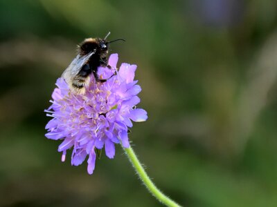 Insect violet nature photo