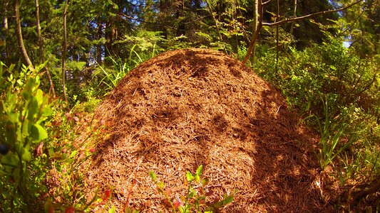 Forest grass colony
