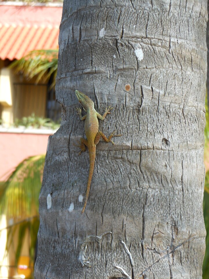 Cuba caribbean creature