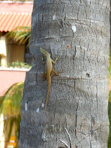 Cuba caribbean creature photo