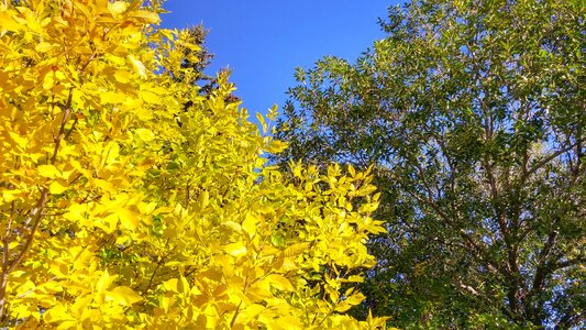 Branch color fall leaves