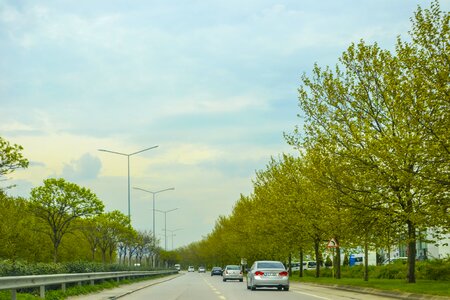 Trees vehicle traffic