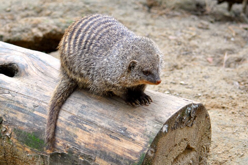 Creature banded mongoose predator