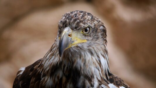 Adler raptor bird photo