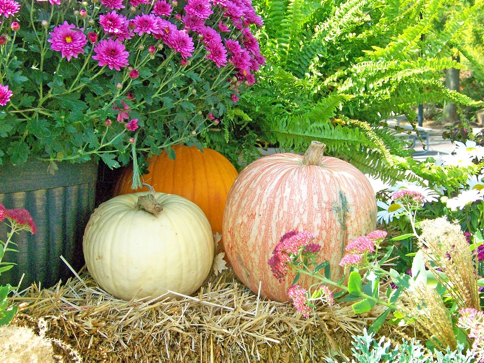 Hay pumpkin fall