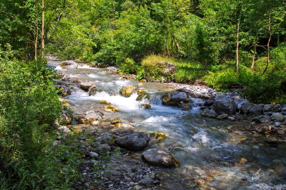 Argentine stream water forest