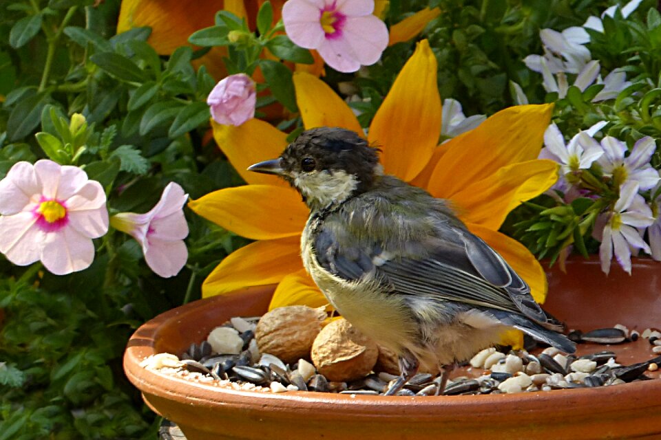 Young summer garden photo