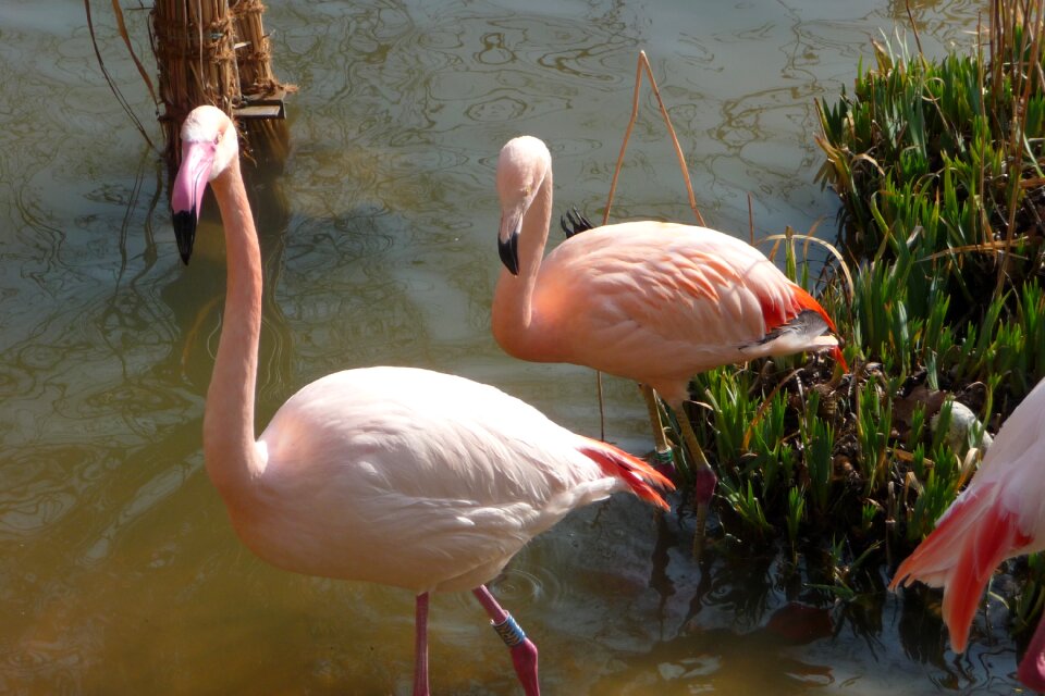 Pink bill water bird