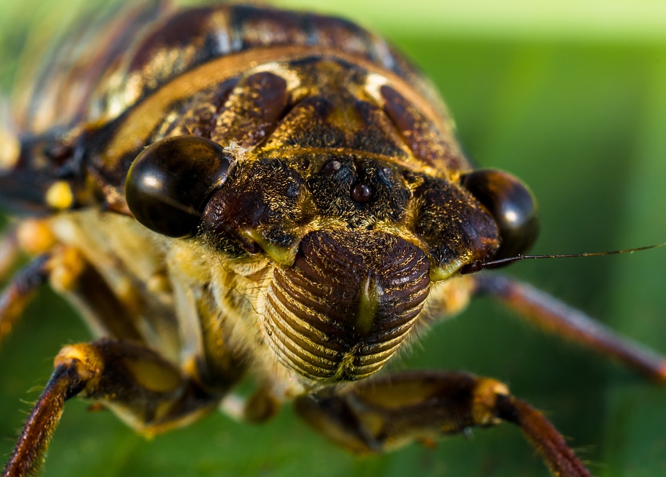 New insect whopper close up