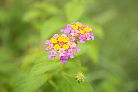 Pink flowers blooming plant