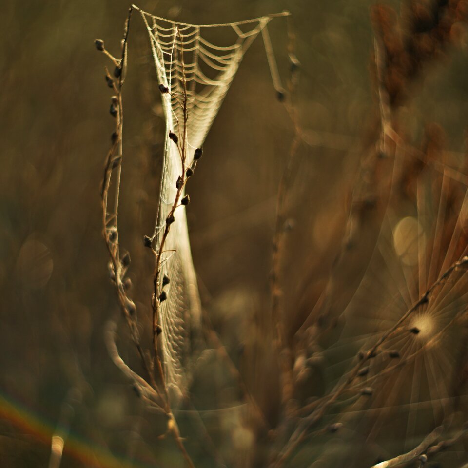 Web meadow indian summer