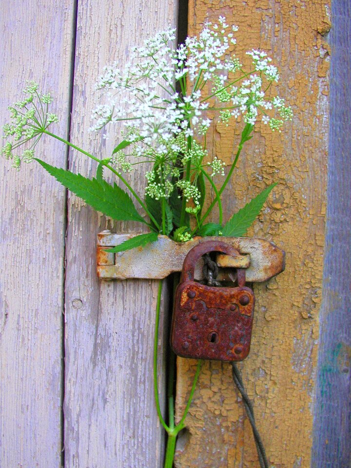 Castle flowers old door