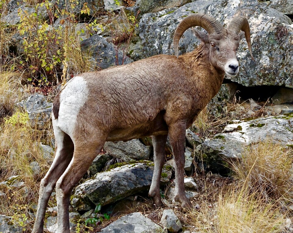 Ram mountain wildlife photo