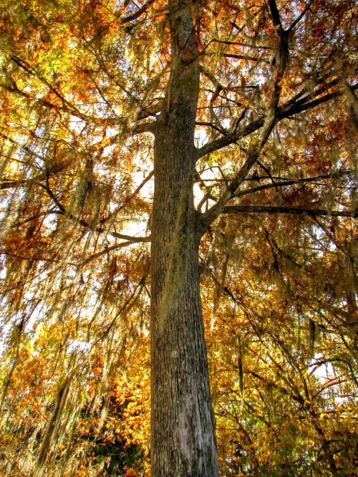 Usa tree autumn