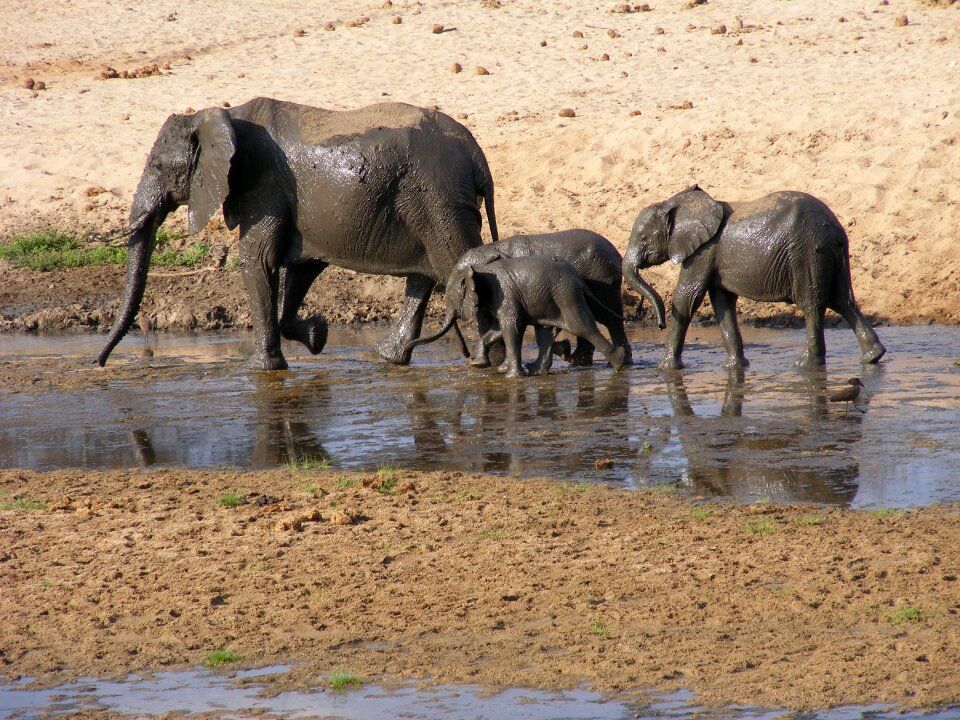 Wildlife safari