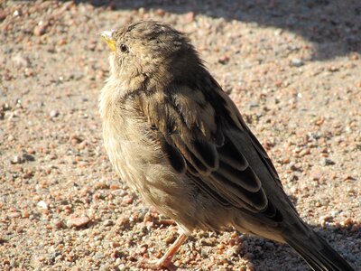 Feathered race beak little photo