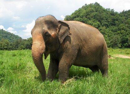 Thailand elephant nature park