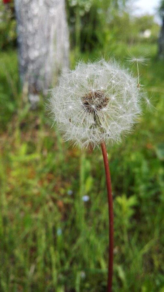 Nature plant flowers