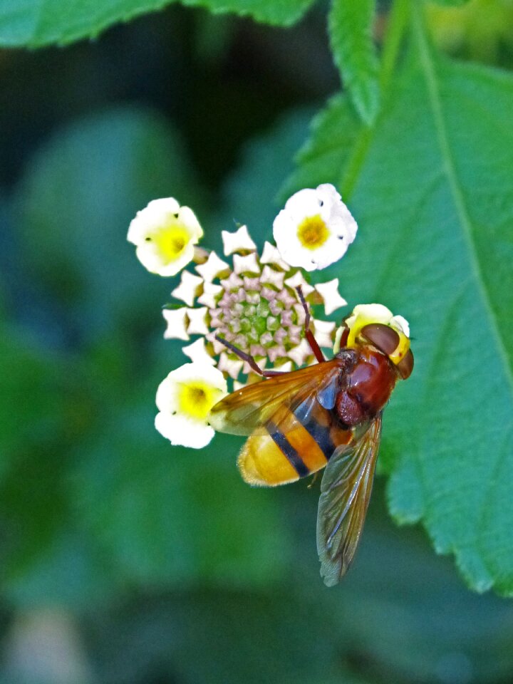 Diptera fly that imitates a bee volucella inanis