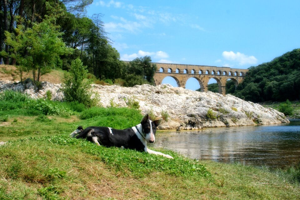 Provence pont du gard bull terrier
