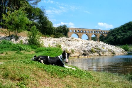 Provence pont du gard bull terrier
