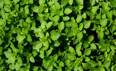 Aromatic plant natural
