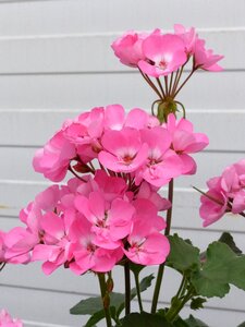 Summer wall plant
