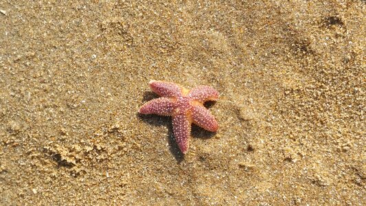 Starfish katwijk holland
