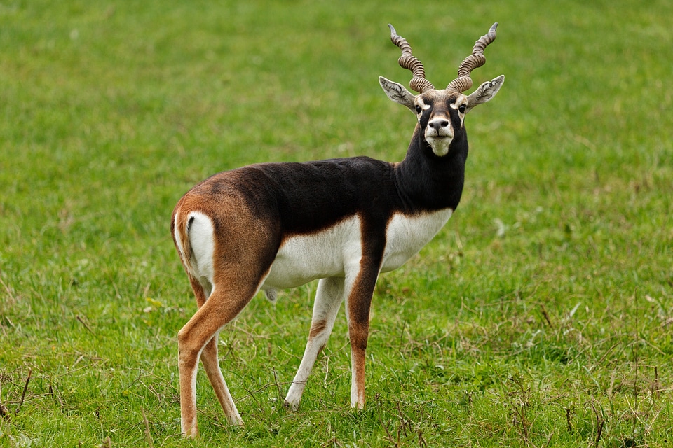 Brown cervicapra deer