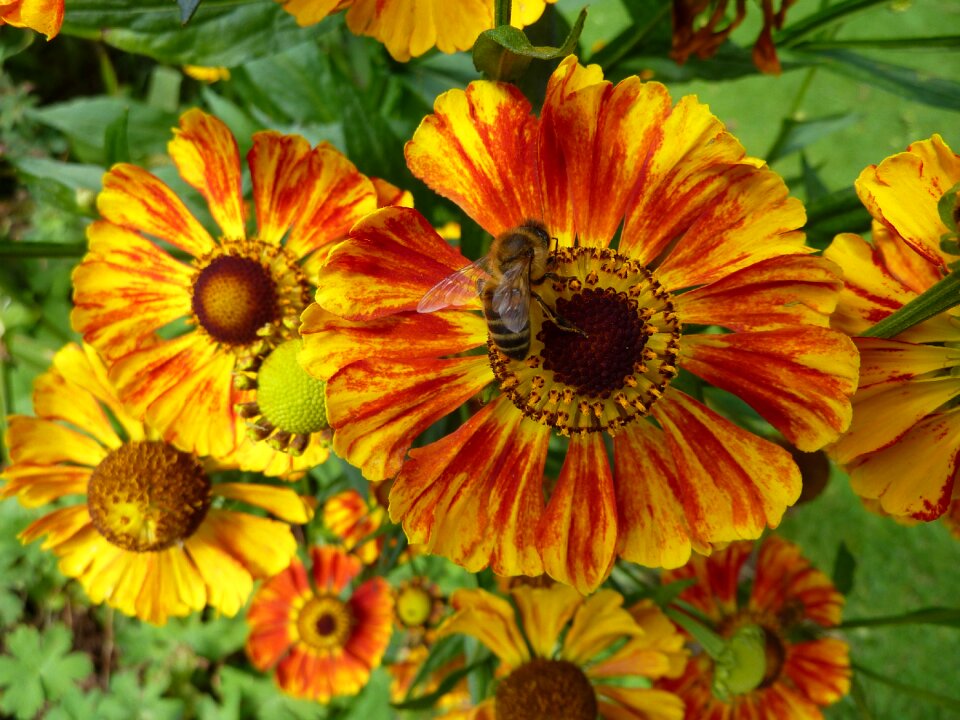 Plant colorful garden