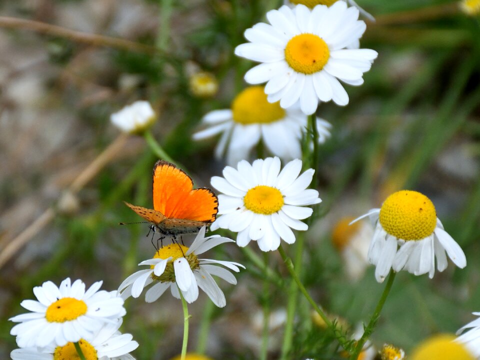 Flowers nature animal