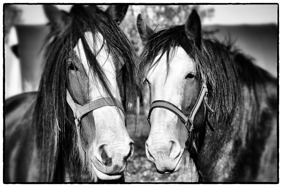 Nature farm gray horse