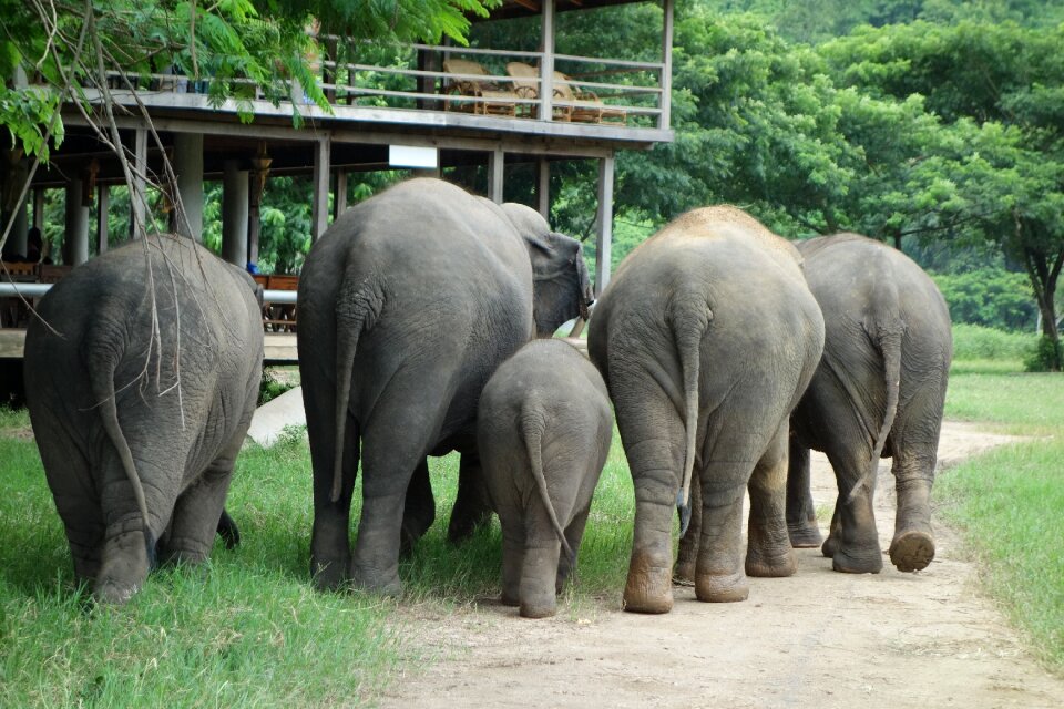 Thailand elephant nature park