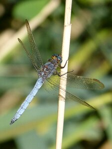 Winged insect branch stem photo