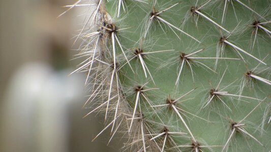 Flower botany quills