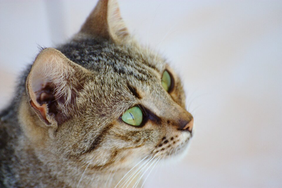 Pet adorable portrait
