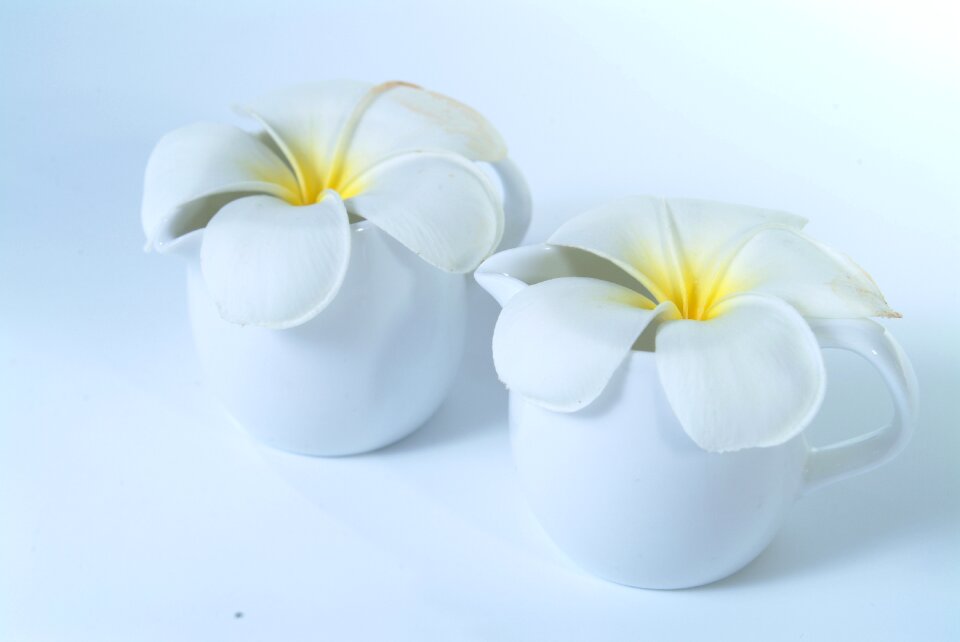 Frangipani white nature