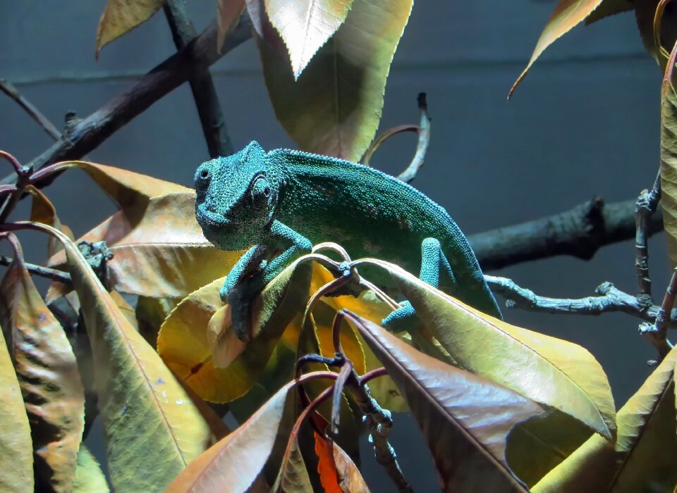 Insectivorous animal exotic