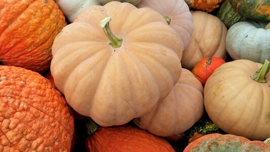 Autumn fall vegetable