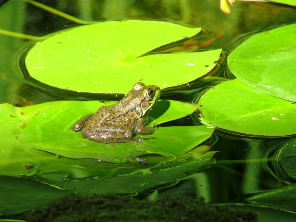 Amphibian lilly pad
