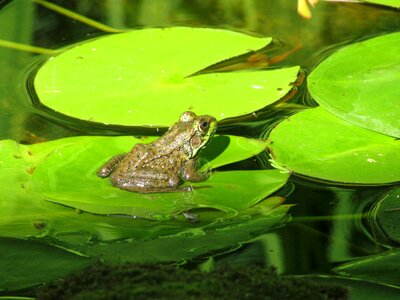 Amphibian lilly pad