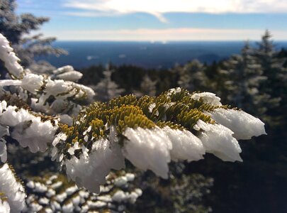 Pine outdoor forest