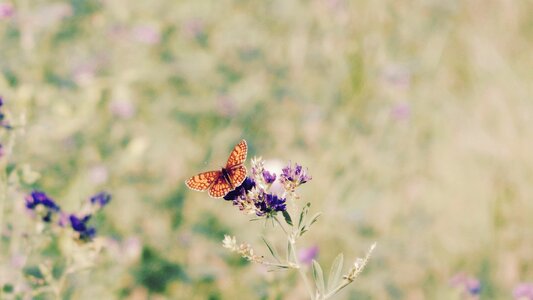 Beauty colors flower photo