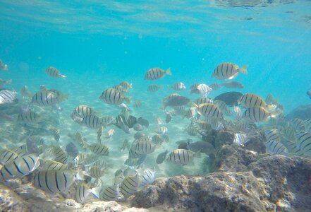 Scuba underwater snorkeling